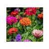200 Tohum Kirli Hanım Zinnia - Karışık Renk