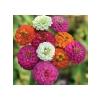 200 Tohum Kirli Hanım Zinnia - Karışık Renk