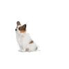3 Kg Yavru Köpek Maması - Küçük Irk Gelişimi İçin