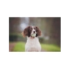 3lü Köpek Oyun Topu Seti, Küçük Boy