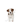 4 kg Mini Puppy Kuru Yavru Köpek Maması