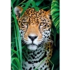 500 Parça Karton Puzzle - Jaguar in the Jungle