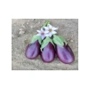 Adana Dolmalık Patlıcan Tohumu - 10 gr