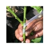 Ağaç Meyve Aşı Bandı - 3 Adet 170 Gram