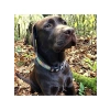 Akıllı Kimlik Sistemli Yumuşak Köpek Boyun Tasması (M)