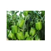 Aksel Biber Dik Dolma Tohumu - 10 gr