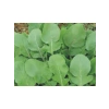 Aksel Roka Tohumu - 10 Gram