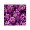 Alyssum Çiçeği - 250 Tohum (Mor Renk)