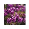 Alyssum Çiçeği - 250 Tohum (Mor Renk)