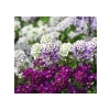 Alyssum Tohumu - Kraliyet Halısı Karışık Renkler (40 Tohum)