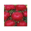 Aster Kasımpatı (Krizantem) Kırmızı Renkli - 20 Tohum