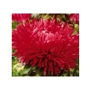 Aster Kasımpatı (Krizantem) Kırmızı Renkli - 20 Tohum