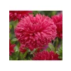 Aster Kasımpatı (Krizantem) Kırmızı Renkli - 20 Tohum