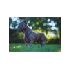 Ayarlanabilir Köpek Harness, XS Boy