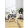 Ayarlanabilir Küçük Köpek Gezdirme Kayışı - Rahat Kullanım