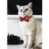 Ayarlanabilir Papyonlu Kedi Tasması