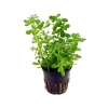 Bacopa Monnieri Saksı - Canlı Bitki
