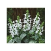 Beyaz Ateş Çiçeği Tohumu (Salvia F1) - 30 Adet