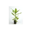 Beyaz Saksıda Canlı Dracaena Sanderiana Bitkisi