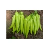 Biber Yalova Tohumu - Aksel 10 gr