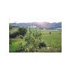 Bitki Sardırma Kafesi - 4 Parça Set