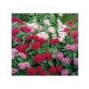 Bodur Pentas Çiçeği Tohumu - Karışık Renkler, 5 Tohum