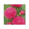 Burgundy Renkli Aster Kasımpatı Tohumu - 20 Adet