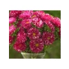 Burgundy Renkli Aster Kasımpatı Tohumu - 20 Adet