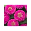 Büyük Geniş Çiçekli Pembe Zinnia Tohum Seti (5 Adet)
