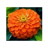 Büyük Geniş Çiçekli Turuncu Zinnia Tohum Seti (5 Adet)