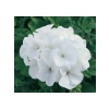 Büyük Top Çiçekli Beyaz Sardunya Tohumu - 5 Adet