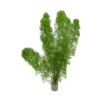 Cabomba Aquatica 6-8 Kök Canlı Su Bitkisi