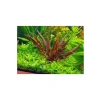 Canlı Akvaryum Bitkisi, Cryptocoryne Wendtii Brown Saksıda