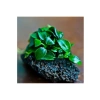 Canlı Anubias Petite Bitki - 5-7 Yaprak