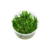 Canlı Bitki - Sagittaria Subulata İn Vitro