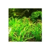 Canlı Bitki - Sagittaria Subulata İn Vitro