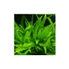 Canlı Cryptocoryne Wendtii Green Saksı Bitkisi