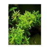 Canlı Hy gophila Polysperma Ceylon Zeytin Bitkisi - 6-8 Kök