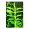 Canlı Hy gophila Polysperma Ceylon Zeytin Bitkisi - 6-8 Kök