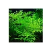 Canlı Hygrophila Difformis Bitkisi - 4-6 Kök