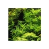 Canlı Hygrophila Difformis Bitkisi - 4-6 Kök