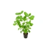 Canlı Hygrophila Difformis Bitkisi - 4-6 Kök