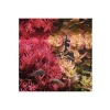 Canlı Rotala Rotundifolia Red In Vitro Bitkisi