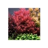 Canlı Rotala Rotundifolia Red In Vitro Bitkisi