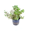 Canlı Rotala Rotundifolia Saksı Bitkisi