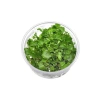 Cardamine Lyrata In Vitro Canlı Bitki