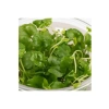 Cardamine Lyrata In Vitro Canlı Bitki