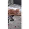 Çift Yönlü Oluklu Kedi Tırmalama Pedi ve Oyun Alanı - Kedi Otu ile