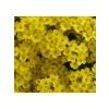 Çoklu ALYSSUM Tohum Seti - 250 Tohum - Sarı