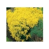 Çoklu ALYSSUM Tohum Seti - 250 Tohum - Sarı